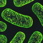 Mitochondria-NIH-777x518