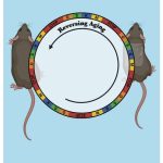 cellular-rejuvenation