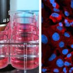 how-the-pfizer-biontec