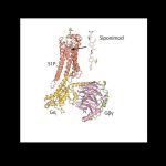 new-discovery-may-help