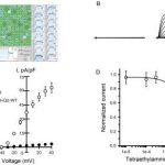 potassium-channel-dysf