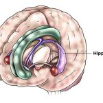 team-identifies-compou-1