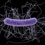 081516_EL_difficile_main_free