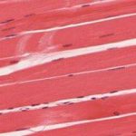 414_skeletal_smooth_cardiac