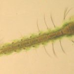 Anopheles_larve