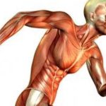 Malattie-dei-Muscoli-765x510