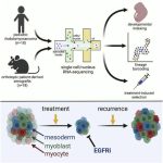 lab-findings-suggest-e