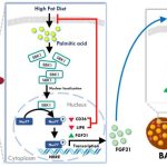 protective-factor-foun