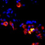 scientists-discover-pr-1