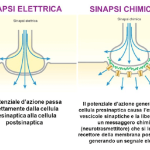 sinapsi-elettriche-e-sinapsi-chimiche