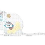 a-single-hormone-direc