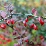 herbal-supplement-show