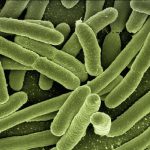 infection (1)