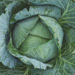 kale
