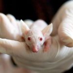 mouse