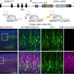 new-als-drug-is-more-e