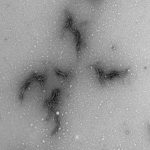 possible-discovery-of (1)