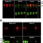 researchers-link-sugar