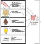 study-sheds-light-on-t