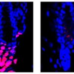 hair-raising-research-1