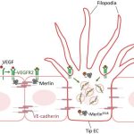 inhibiting-angiogenesi