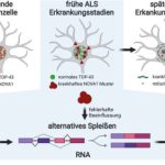 als-early-disease-mech