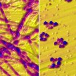 copper-leads-to-protei