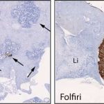 scientists-unravel-the-1