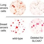 targeting-bicarbonate