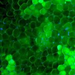 towards-a-new-drug-cla