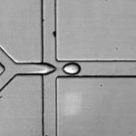 _20220803_on_agarose_bead_reinjection