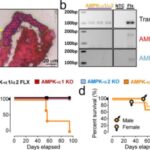 a-step-closer-to-a-tre