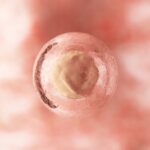 embrione-sintetico-staminali-cellula-uovo-spermatozoo