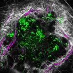 researchers-discover-n-24