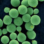 2-cryptococcus-neoformans-dennis-kunkel-microscopyscience-photo-library