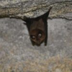 a-sarbecovirus-found-i