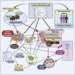 fasting-mimicking-diet