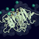 how-a-single-protein-c