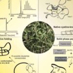 nature-inspired-peptid