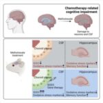 preventing-chemo-brain