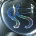 Transparent and iridescent appearance of colonies