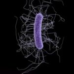 Cdifficile-cell-309x400