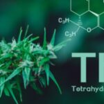 THC_destacada