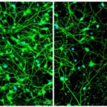 cellular-housekeeping