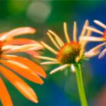 getty_rm_photo_of_echinacea_purpurea