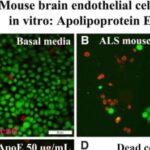 researchers-advance-ef-1