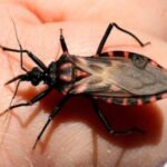 rmal_dechagas1068x746