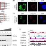 sars-cov-2-virus-found