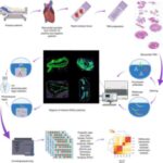 study-reveals-how-covi