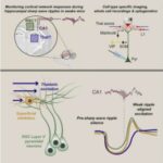 your-mind-wanders-beca